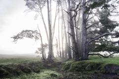 Deciphered-1