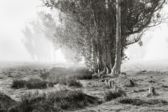 Felled