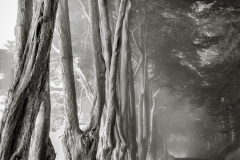 Sticks_