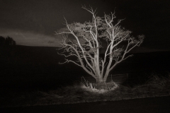 Tomales-14